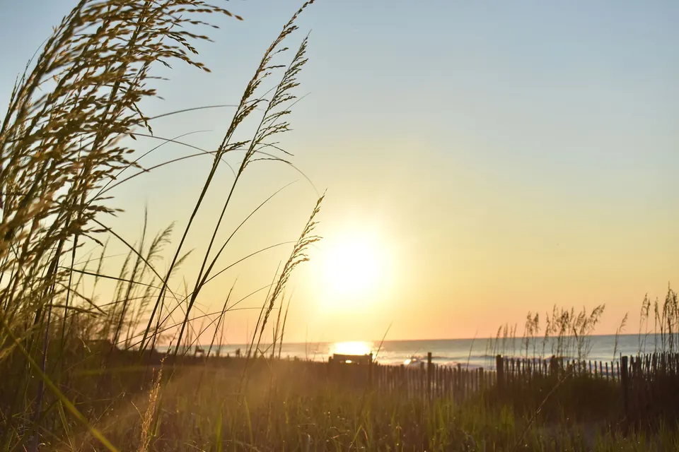 Sea oats on a dune at sunrise with the ocean behind them